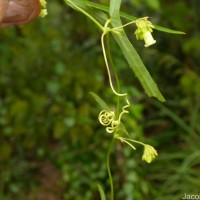 Solena umbellata (J.G.Klein ex Willd.) W.J.de Wilde & Duyfjes